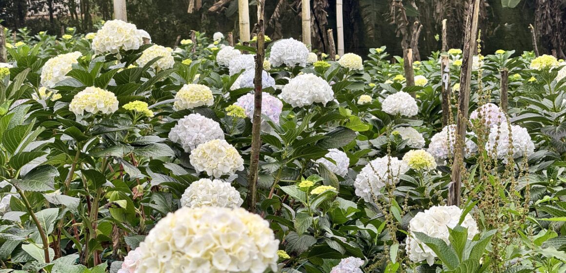 Ante la caída del dólar, altos costos laborales y retos fitosanitarios, la productividad es el camino para el sector floricultor en 2026