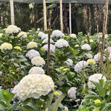 1. Sector Floricultor (Archivo Fenalco Antioquia) Ante la caída del dólar, altos costos laborales y retos fitosanitarios, la productividad es el camino para el sector floricultor en 2026