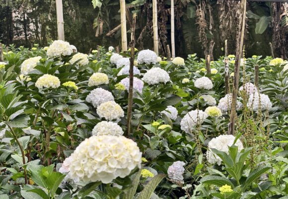 Ante la caída del dólar, altos costos laborales y retos fitosanitarios, la productividad es el camino para el sector floricultor en 2026